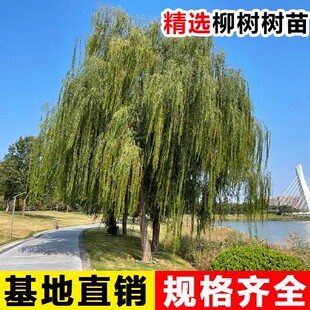 黄金柳树苗 金丝垂柳 直生小柳树枝条垂杨柳树苗旱柳树南北方种植