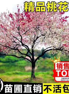 庭院观赏桃花红叶碧树苗紫