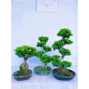 榕树苗盆栽造型老桩大型盆景绿四季常青小金钱榕树观叶植物办公室