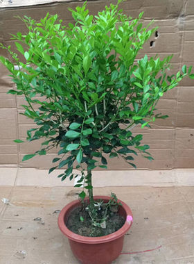九里香盆栽带味植物室内七