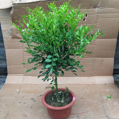 九里香盆栽带味植物室内七