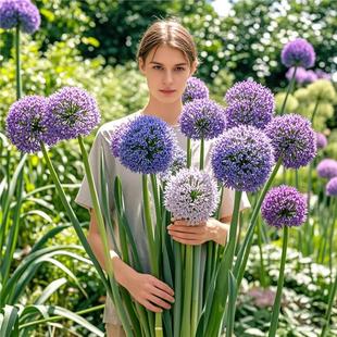大花葱种球盆栽大使花苗环球霸王荷兰进口球王耐寒花卉植物种子花