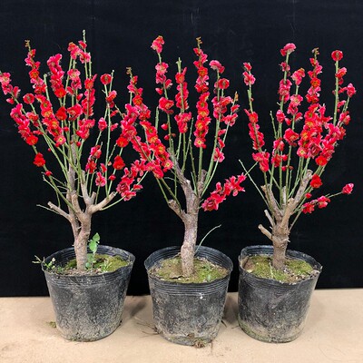 梅花盆栽老桩红腊景树苗绿