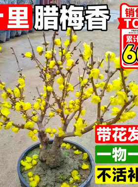 腊梅花树苗盆栽浓香型室内