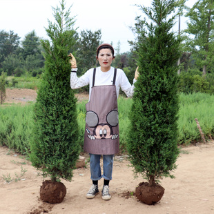 塔柏树苗柏树树苗侧柏树苗扁柏苗圆柏松树苗龙柏树苗陵园柏树松树