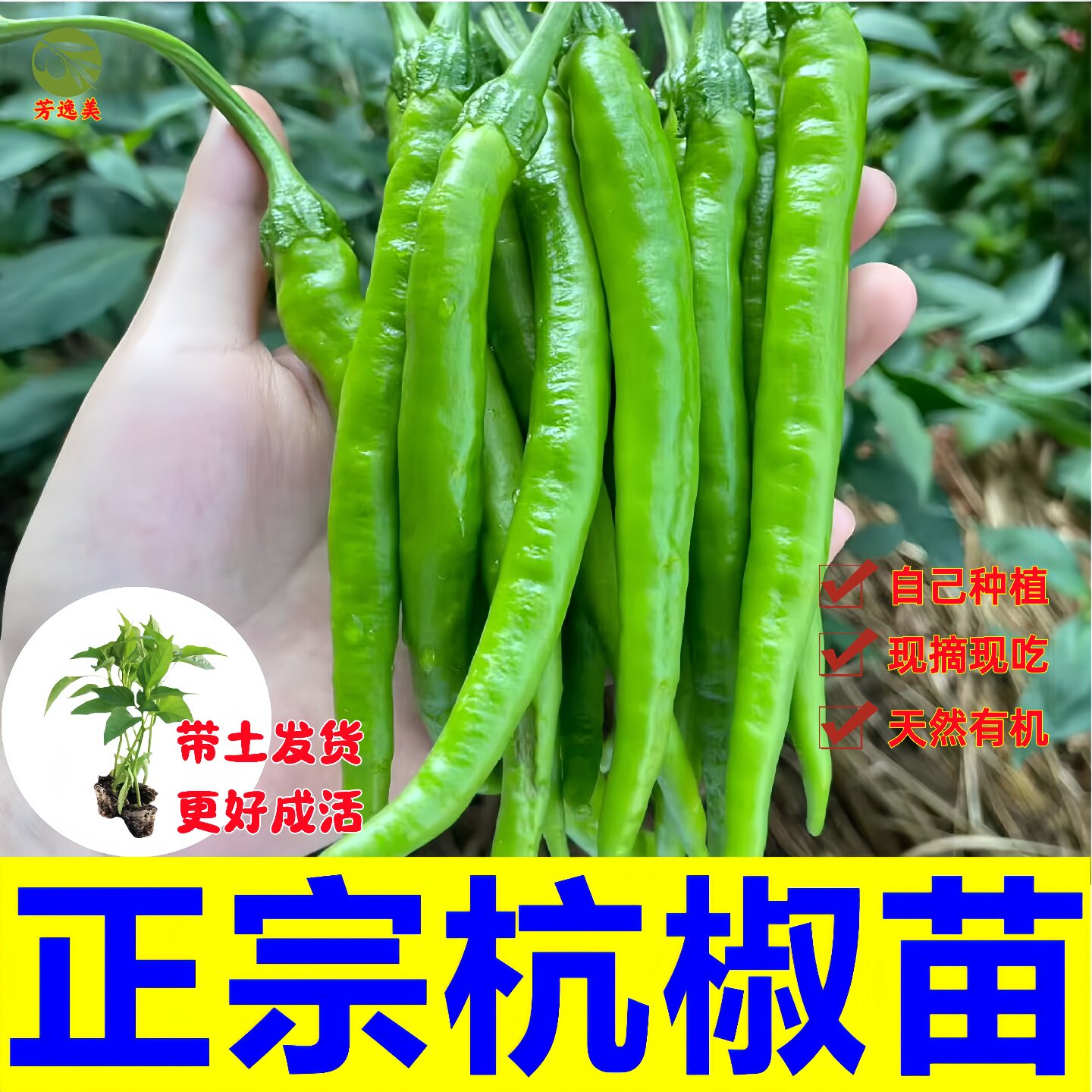 杭椒苗秧辣椒种子四季阳台种植南方甜脆不辣港椒苗老品种蔬菜秧苗图片