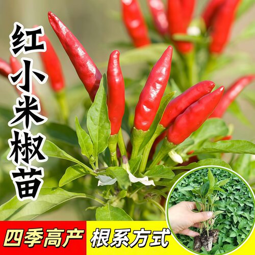 超辣小米辣椒苗秧苗香辣