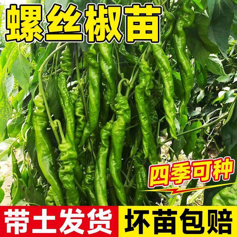 螺丝椒辣椒苗七彩种带土图片
