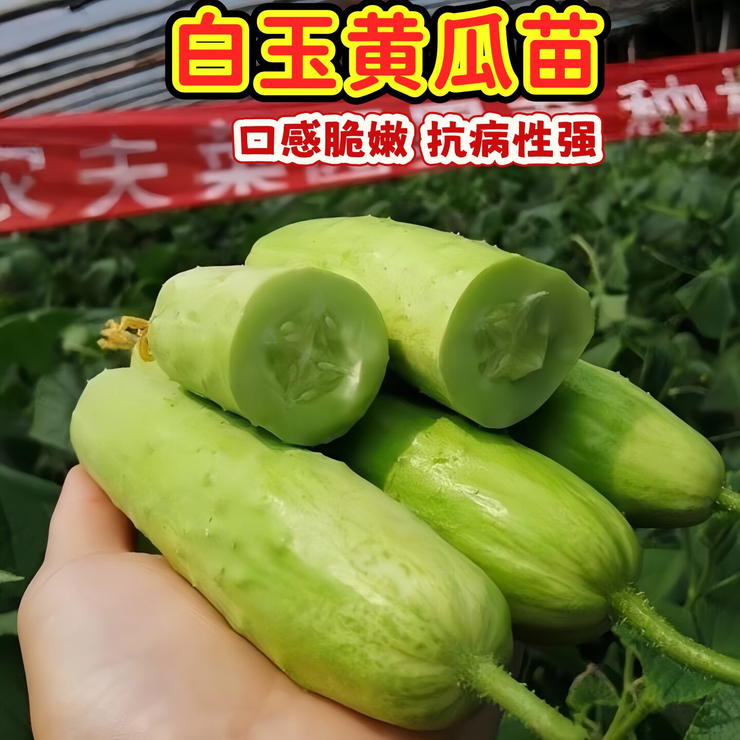 白玉黄瓜秧苗奶油黄瓜黄瓜小青瓜早熟高产易种植水果黄瓜秧苗图片