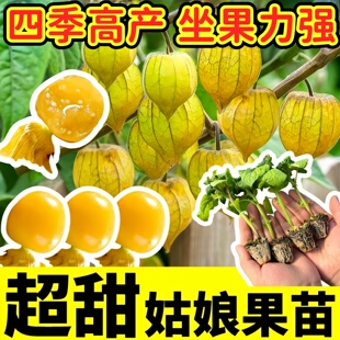 高产黄姑娘果苗秧超甜奶香红紫黄姑娘果种子四季阳台盆栽带土球