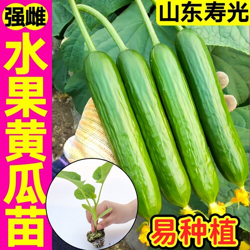寿光节节有瓜水果黄瓜苗
