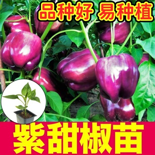山东寿光大果紫甜椒秧苗带土球红黄绿太空椒方椒水果辣椒种子盆栽