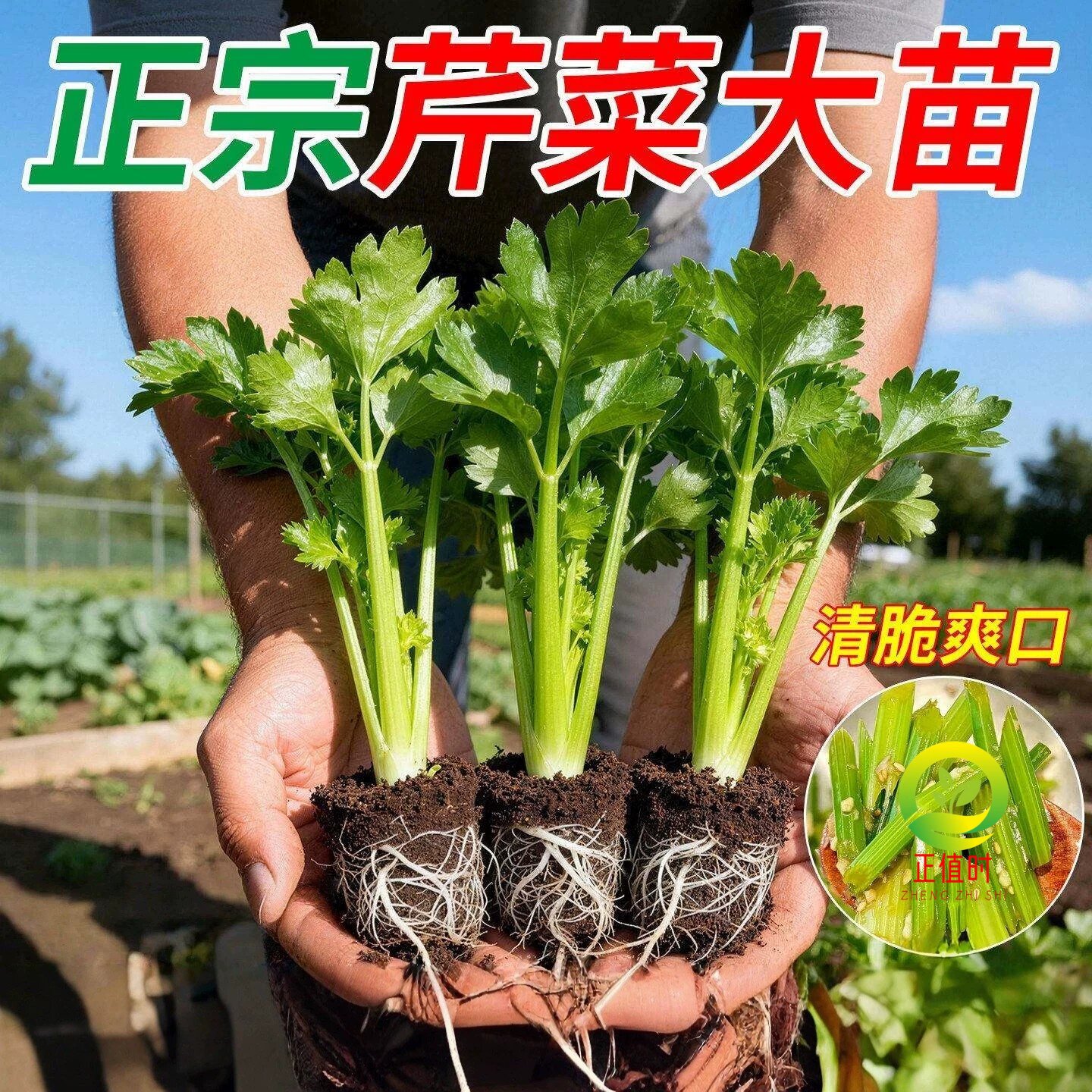 大叶芹菜苗西芹苗老品种新鲜蔬菜图片