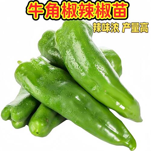 特大牛角椒辣椒苗大果羊角青椒尖椒辣椒苗微辣新品种春季蔬菜苗