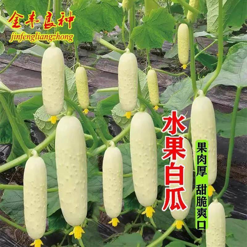 海阳白玉黄瓜苗秧苗盆栽老品种奶油黄爪苗水果黄爪种籽孑子旱水果图片