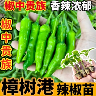 高产樟树港辣椒苗秧带土球正宗小青椒种子春秋盆栽阳台辣妹子薄皮