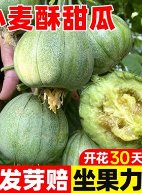 小麦酥甜瓜种子老品种绿宝青香籽