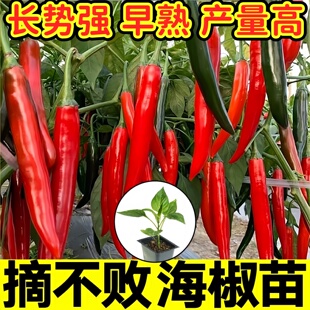 摘不败海椒秧苗带土香辣美人椒线椒朝天椒红小米辣椒种子四季盆栽