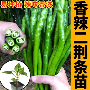 香辣二荆条苗秧苗又长又辣高产四季青红线椒辣椒种子盆栽蔬菜正宗