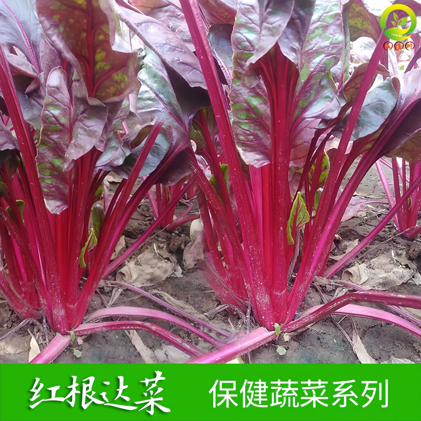 新鲜牛皮菜苗带土 四季厚皮菜苗蔬菜种子/种苗