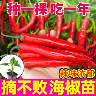 摘不败香辣海椒苗秧美人椒红线椒青红两用辣椒种子高产盆栽带土球