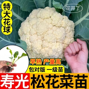 寿光松花菜苗秧特大花球细米粒花椰菜菜花种子紫晶花菜西兰花盆栽