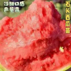正宗宁夏中卫硒砂瓜秧苗超甜早熟产量高沙漠石头西瓜苗懒汉瓜秧苗