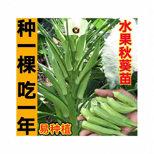 高产不易老超嫩水果秋葵