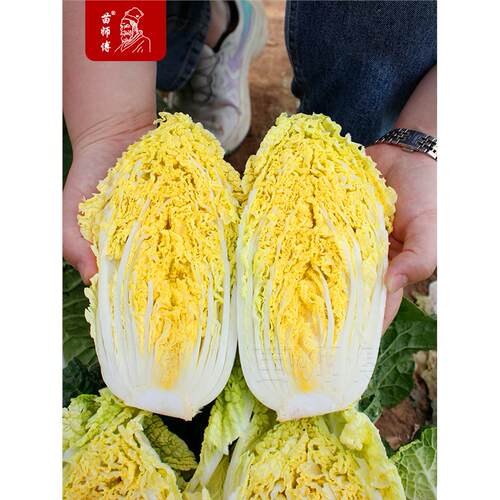 山东黄心大白菜种子种籽