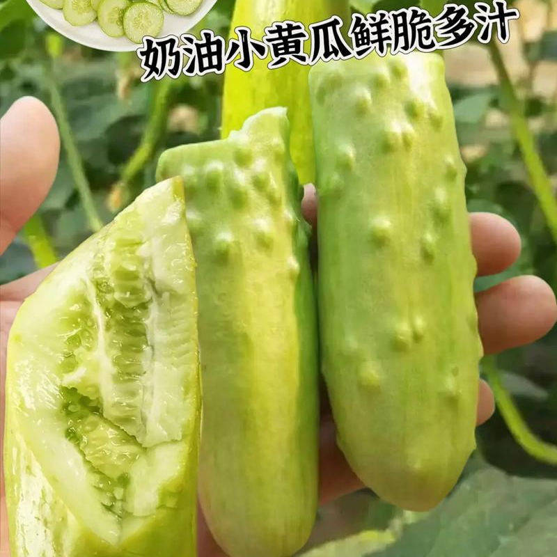 奶油黄瓜苗老品种白玉山东水果黄爪种子玉女黄瓜秧苗本地盆栽图片