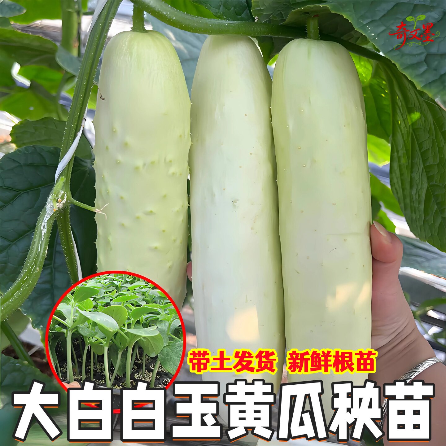 高产白玉黄瓜秧苗带土盆栽老品种大白黄爪苗本地种子山河海阳甘肃图片