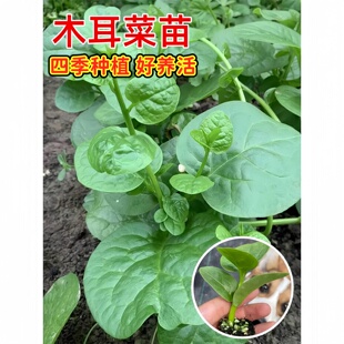 大叶木耳菜苗爬藤青菜秧四季阳台盆栽蔬菜种苗高产易种植圆叶肉厚