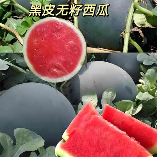 黑皮无籽西瓜苗秧无子老品种阳台盆栽麒麟8424特大号美都巨型秧苗