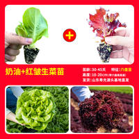 Creamy lettuce seedlings are sweet, crisp and delicious. Salads are fast-growing and easy to grow. Lettuce seeds are suitable for potted plants in balconies and small courtyards, and can be grown all year round thumbnail 7