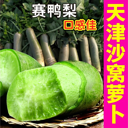 正宗天津沙窝水果萝卜种