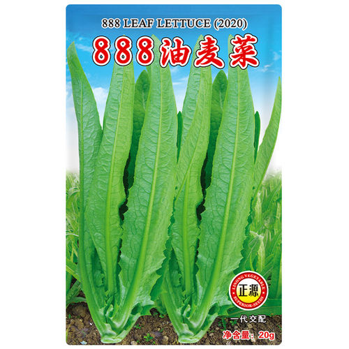 高产油麦菜种子/孑紫红