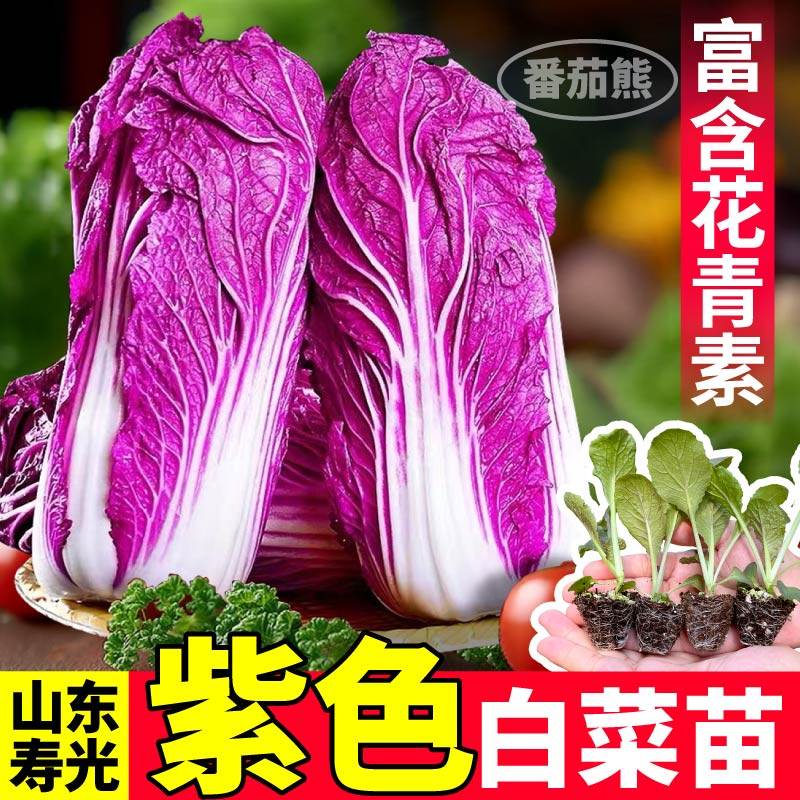 寿光新鲜紫白菜苗秧庭院