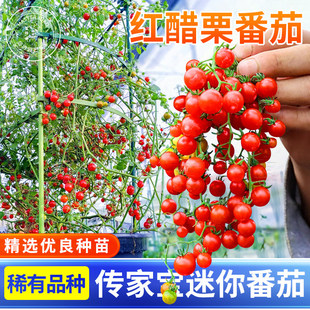 红醋栗种子甜豌豆樱桃迷你小番茄四季盆栽西红柿籽孑蔬菜苗秧苗