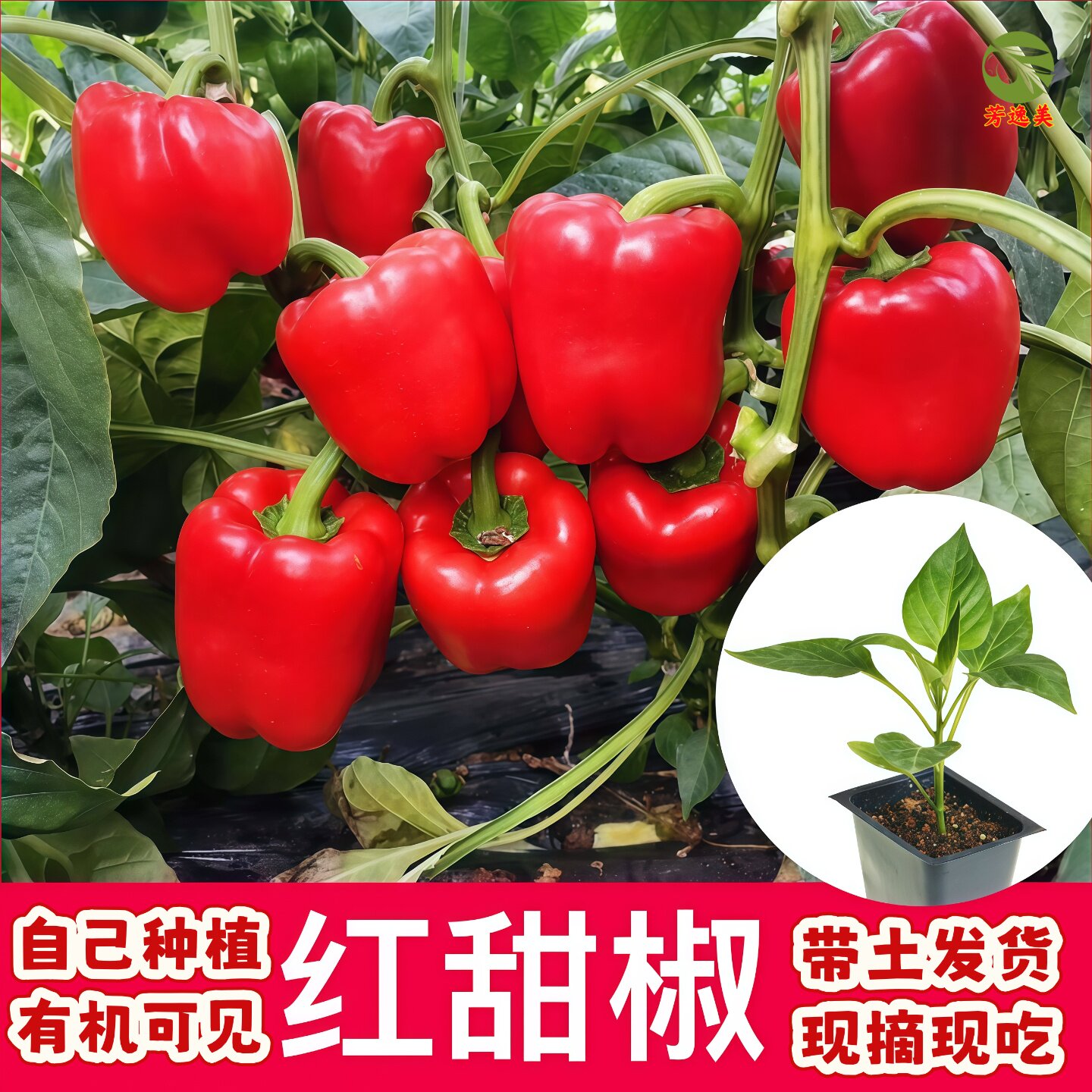 不辣青椒苗子甜椒种子辣椒苗秧圆椒红黄绿方椒菜椒太空椒春秋盆栽图片