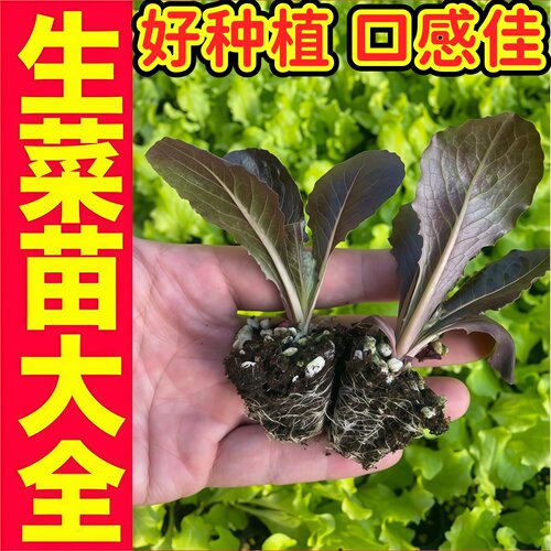 红绿紫各种生菜秧苗大速
