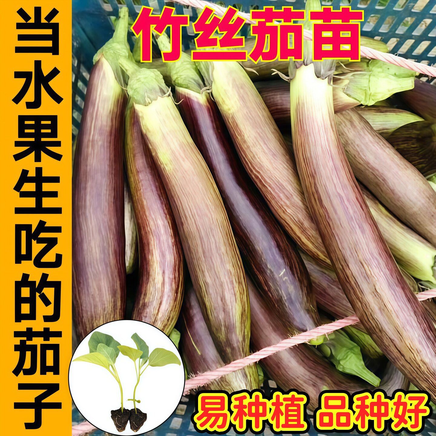 山东寿光竹丝茄苗秧四季皮薄味甜茄子种子淡紫条纹水果长茄大田