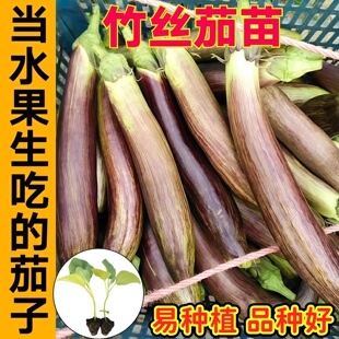 山东寿光竹丝茄苗秧四季皮薄味甜茄子种子淡紫条纹水果长茄大田