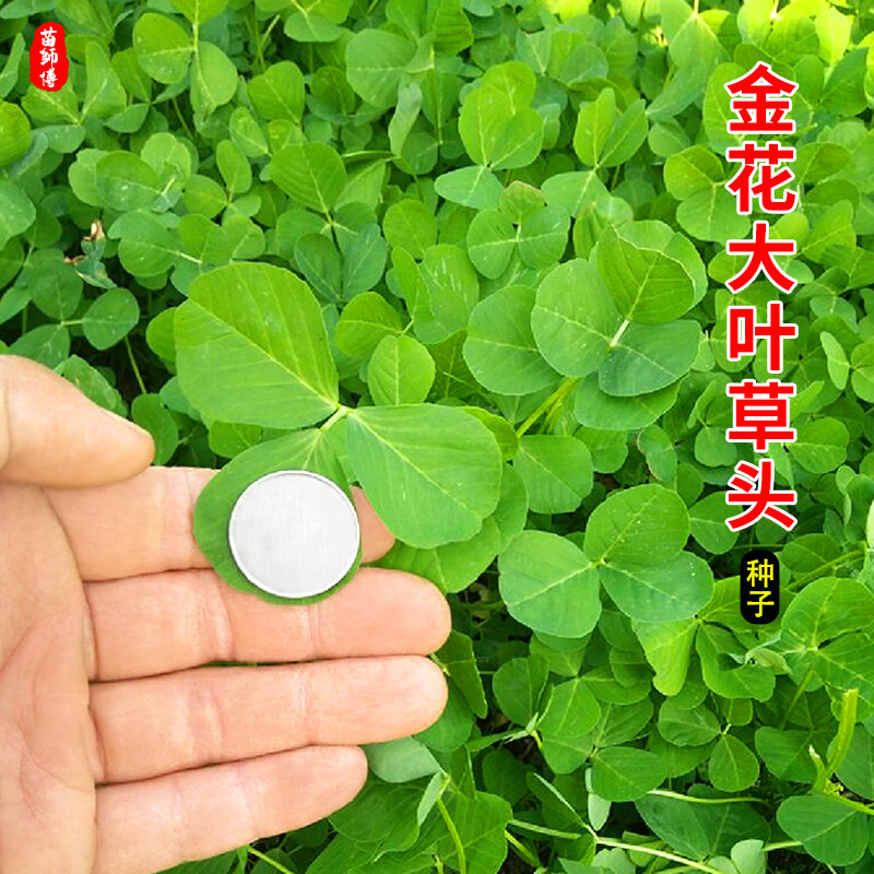 草头种籽金花上海大叶黄图片
