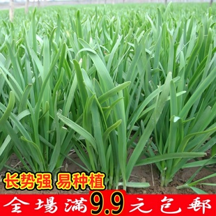 蔬菜种子白根韭菜种子阳台盆栽791韭菜籽宽叶庭院种菜春秋播种
