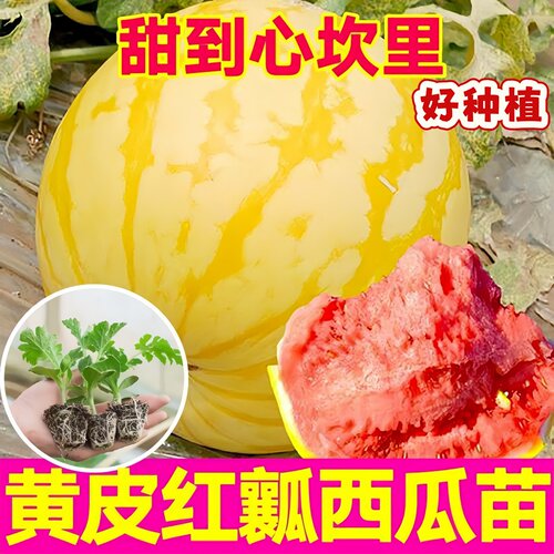 超甜黄皮红瓤西瓜苗秧麒
