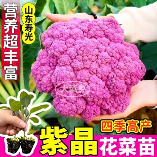 寿光直发紫晶花菜苗秧带土球绿紫甘蓝包菜西兰花盆栽小院四季种子