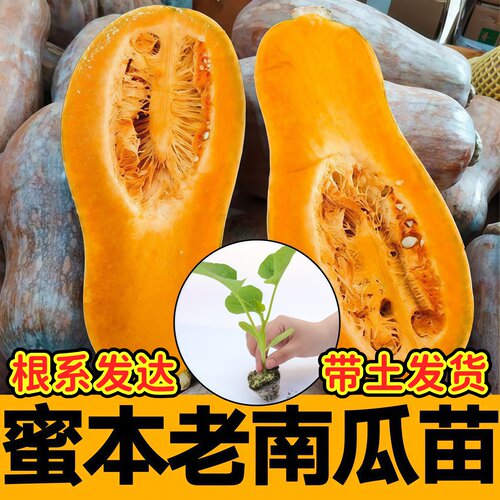 寿光超级糯蜜本老南瓜苗
