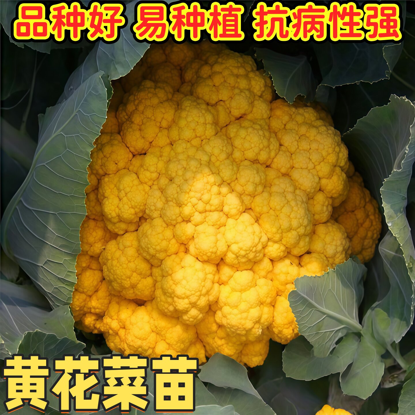 正宗黄花菜秧苗花菜秧苗紫花椰菜带土发货四季阳台庭院盆栽种植苗图片