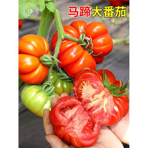马蹄番茄种子潮汕老品种