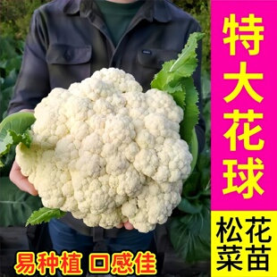高产特大花球松花菜苗秧花椰菜种子西兰花耐寒耐热四季盆栽带土球
